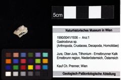 Foto (Objket + Etiketten) von Ambulocapsa novacula (Robins, Feldmann & Schweitzer, 2013) 